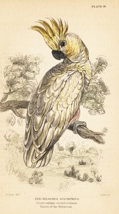 Keltaharjakakadu, Cacatua sulphurea. Kriittisesti uhanalainen1889 (kaiverrus) tekijältä Unbekannter Künstler