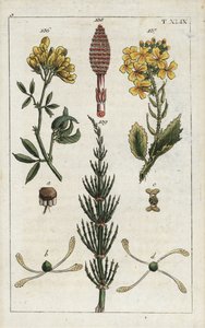 Keltainen sinimailanen (Medicago falcata) 136, retiisi (Raphanus raphnistrum) 137 ja peltoheinä (Equisetum arvense) 138/139. Käsinväritetty kuparikaiverrus kasvitieteellisestä kuvituksesta G. T. Wilhelmin teoksesta "Unte". tekijältä Unbekannter Künstler