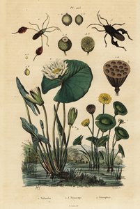 Keltainen lootus, Nelumbo lutea 1, lehtijalkaiset hyönteiset, Anisoscelis foliaceus 2 ja Anoplocnemis curvipes 3 ja valkoinen lumpeen, Nymphaea alba 4 tekijältä Unbekannt