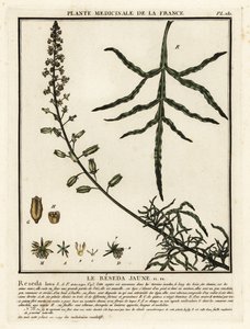 Keltainen mignonette, Reseda lutea. tekijältä Unbekannter Künstler