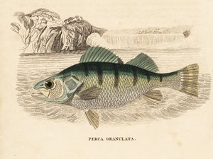 Keltainen ahven, Perca flavescens (rakeinen ahven, Perca granulata). Käsinväritetty teräskaiverrus Georg Friedrich Treitschken luonnonhistoriallisesta galleriasta, Naturhistorischer Bildersaal des Thierreiches, Liepzig-1842. tekijältä Unbekannter Künstler