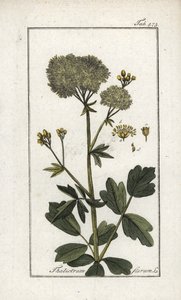 Keltainen sikamoni (Thalictrum flavum). Litografia Johannes Zornin (1739-1799) teoksesta "Afbeelding der Artseny-Gewassen", Alankomaat. tekijältä Unbekannter Künstler