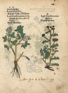 Keltainen kulta-apila, Melilotus officinalis. Käsinväritetty puupiirroskuva kasvitieteellisestä kuvituksesta Adam Lonicerin teoksesta Krauterbuch, or Herbal, Frankfurt. tekijältä Unbekannter Künstler
