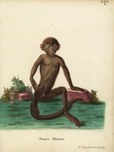 Nuori kaistalanguri, Presbytis femoralis. Simia maura. Hermann Jakob Tyroffin luonnosta piirtämä ja kaiverrettu käsinvärinen kuparikaiverrus Johann Christian Daniel Schreberin teoksesta Animal Illustrations after Nature, or Schreber