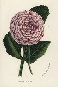 Zenobia dahlia -hybridi, Dahlia coccinea. Käsin väritetty litografia Louis van Houtten ja Charles Lemairen teoksesta Flowers of the Gardens and Hothouses of Europe, Flore des Serres et des Jardins de l