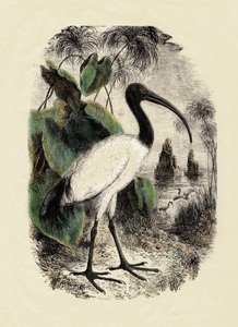 Eläintiede: Ibis (Threskiornis aethiopicus), kaiverrus 1800-luvulta. tekijältä Unbekannter Künstler