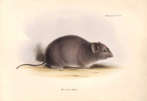 Eläintiede: Arocoma Cuvieri tai Abocoma de Cuvier, jonka Charles Darwin kuvasi tutkimusmatkallaan Beaglella. Kilpi teoksesta "The Zoology of the voyage of the H.M.S. Beagle under the command of Captain Fitzroy during the years 1832 to 1836 edit". tekijältä Unbekannter Künstler