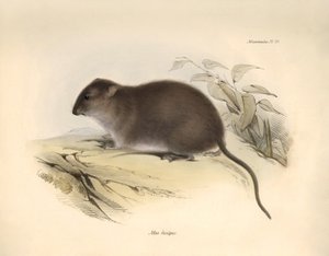 Eläintiede: "Mus fuscipes" eli Australian rannikon jyrsijä, jonka Charles Darwin kuvasi tutkimusmatkallaan Beaglella. Kuva on peräisin teoksesta "The Zoology of the voyage of the H.M.S. Beagle under the command of Captain Fitzroy during the years 1832 to tekijältä Unbekannter Künstler