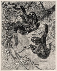Eläintiede: laiska (Ai - Bradypus tridactylus), jonka Carlo Vogt ja Federico Specht ovat kuvanneet ja kuvittaneet julkaisussa "Illustree Natural History: Nisäkkäät" 1884 tekijältä Unbekannter Künstler