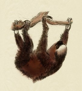 Eläintiede: laiska (Bradypus tridactylus). tekijältä Unbekannter Künstler
