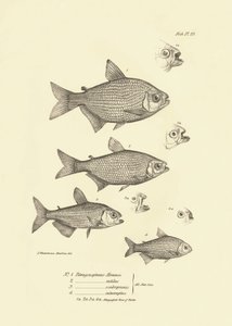 Eläintiede: Charles Darwinin Beagle-matkansa aikana kuvaama kala "Tetragonopterus Abramis, rutilus, scabripinnis, interruptus". Kilpi teoksesta "The zoology of the voyage of H.M.S. Beagle under the command of Captaain Fitzroy dur". tekijältä Unbekannter Künstler