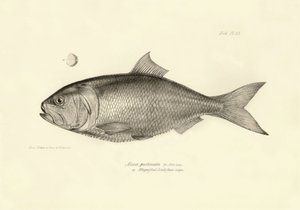 Eläintiede: Charles Darwinin Beagle-matkansa aikana kuvaaman kalan "Alosa pectinata" kuva. Lautanen teoksesta "The zoology of the voyage of H.M.S. Beagle under the command of Captaain Fitzroy during the years 1832-1836". tekijältä Unbekannter Künstler
