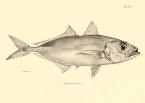Eläintiede: Charles Darwinin Beagle-matkansa aikana kuvaaman kalan "Caranx torvus" kuva. Lautanen teoksesta "The zoology of the voyage of H.M.S. Beagle under the command of Captaain Fitzroy during the years 1832-1836". tekijältä Unbekannter Künstler