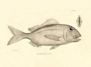 Eläintiede: Charles Darwinin Beagle-matkallaan kuvaaman Chrysophrys taurina -kalan kuva. Lautanen teoksesta "The zoology of the voyage of H.M.S. Beagle under the command of Captaain Fitzroy during the years 1832-1836". tekijältä Unbekannter Künstler