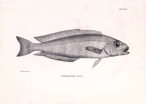 Eläintiede: Charles Darwinin Beagle-matkansa aikana kuvaaman Latilus princeps -kalan kuva. Kilpi teoksesta "The zoology of the voyage of H.M.S. Beagle under the command of Captaain Fitzroy during the years 1832-1836". tekijältä Unbekannter Künstler