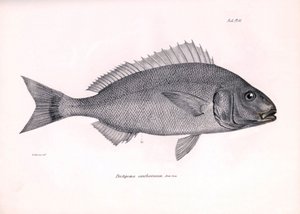 Eläintiede: Charles Darwinin Beagle-matkansa aikana kuvaaman kalan "Pristipoma cantharinum" kuva. Kilpi teoksesta "The zoology of the voyage of H.M.S. Beagle under the command of Captaain Fitzroy during the years 1832-1836". tekijältä Unbekannter Künstler