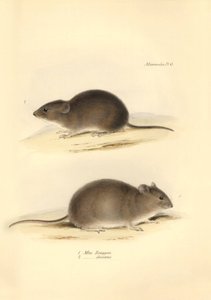 Eläintiede: "Mus Renggeri" ja "Mus obscurus" (rotat), jotka Charles Darwin kuvasi tutkimusmatkallaan Beaglella. Lautanen teoksesta "The Zoology of the voyage of the H.M.S. Beagle under the command of Captain Fitzroy during the years 1832 to 183". tekijältä Unbekannter Künstler