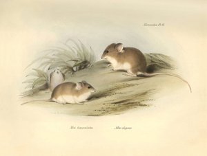 Eläintiede: "Mus albimaculatus" ja "Mus elegans" (hiiri), jotka Charles Darwin kuvasi tutkimusmatkallaan Beaglella. Kilpi teoksesta "The Zoology of the voyage of the H.M.S. Beagle under the command of Captain Fitzroy during the years 1832 to 18" (Kapteeni  tekijältä Unbekannter Künstler