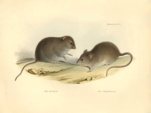 Eläintiede: "Mus brachiotis" ja Mus "Magellanicus" (rotat), jotka Charles Darwin kuvasi tutkimusmatkallaan Beaglella. Lautanen teoksesta "The Zoology of the voyage of the H.M.S. Beagle under the command of Captain Fitzroy during the years 1832 to 1". tekijältä Unbekannter Künstler