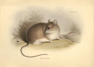 Eläintiede: "Mus griseoflavus" eli lehtihiiri, jonka Charles Darwin kuvasi tutkimusmatkallaan Beaglella. Kilpi teoksesta "The Zoology of the voyage of the H.M.S. Beagle under the command of Captain Fitzroy during the years 1832 to 1836 edited and tekijältä Unbekannter Künstler