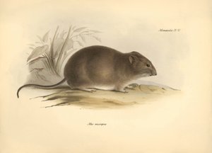 Eläintiede: "Mus micropus" eli isokorvainen hiiri, jonka Charles Darwin kuvasi tutkimusmatkallaan Beaglella. Kilpi teoksesta "The Zoology of the voyage of the H.M.S. Beagle under the command of Captain Fitzroy during the years 1832 to 1836 edited". tekijältä Unbekannter Künstler