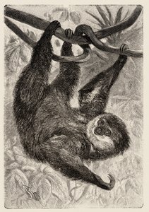 Eläintiede: unau tai laiska kuvaa ja kuvittaa Carlo Vogt ja Federico Specht in "Natural history illustree: nisäkkäät" 1884. tekijältä Unbekannter Künstler