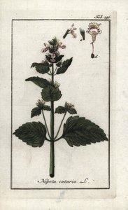 catary tai catary tai kissanminttu (Nepeta cataria). Litografia Johannes Zornin (1739-1799) teoksesta "Afbeelding der Artseny-Gewassen", Alankomaat. tekijältä Unbekannter Künstler