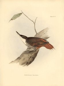 ornitologia: Charles Darwin (1809-1882) on havainnut ja kuvannut Etelä-Amerikan lintua "Dendrodamus leucosternus". Lautanen teoksesta "The zoology of the voyage of H.M.S. Beagle. Lento. III, Birds described by John Gould, with notice of their habits by Cha tekijältä Unbekannter Künstler