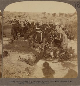 Tykistöhevosten kastelu, Welgelegen, Etelä-Afrikka tekijältä Underwood and Underwood