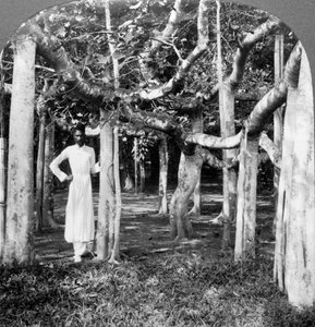 Banyan-puun juurien joukossa, Kalkutta, Intia, 1900-luku. tekijältä Underwood and Underwood
