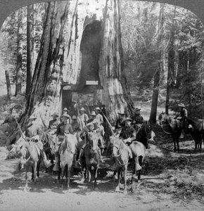 Ratsuväki kulkee suuren puun läpi Kaliforniassa, Kaliforniassa, Yhdysvalloissa. tekijältä Underwood and Underwood