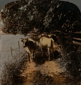 Lehmät tulevat kotiin kaistaa pitkin lypsyaikana, c1900. Taiteilijat: Elmer Underwood, Bert Elias Underwood. tekijältä Underwood and Underwood