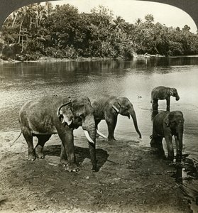 Elefantit, Sri Lanka Ceylon. tekijältä Underwood and Underwood