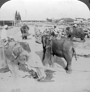 Norsut työskentelevät puupihalla, Intia, 1900-luku. tekijältä Underwood and Underwood