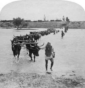 Fording the Modder River, Boer War, Etelä-Afrikka, 15. helmikuuta 1901. tekijältä Underwood and Underwood