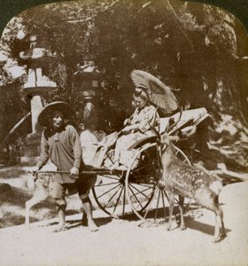 Tyttö ruokkii pyhiä peuroja matkalla rukouksiin Kasugan temppelin alueella, Nara, Japani, 1904 tekijältä Underwood and Underwood