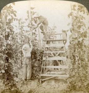 Rich Hop District, Training the Vines, White River Valley, Washington, USA. tekijältä Underwood and Underwood