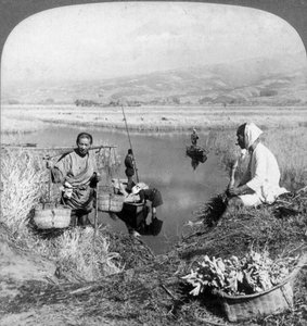 Men gathering rushes near Suzukawa, Fujiyama, Japan, 1904. tekijältä Underwood and Underwood