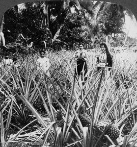 Ananaspellot, Mayaguez, Puerto Rico. tekijältä Underwood and Underwood