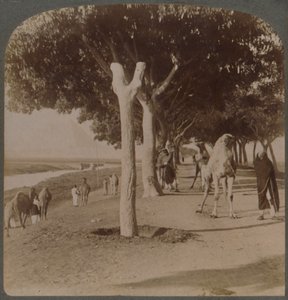 Tie pyramideihin, Egypti, 1896. tekijältä Underwood and Underwood