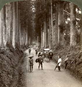 Lehdot olivat jumalan ensimmäisiä temppeleitä, jalojen kryptomerioiden katu Nikkossa, Japanissa, 1904 tekijältä Underwood and Underwood
