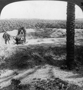 Puinti Egyptissä, 1905. tekijältä Underwood and Underwood
