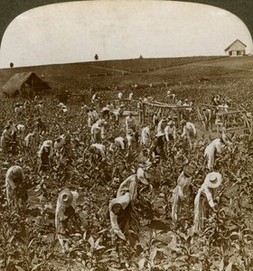 Tupakkakenttä, Montpeller, Jamaika, 1900. tekijältä Underwood and Underwood