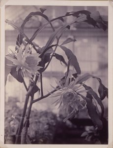 [Night-Blooming Cereus, kukassa] tekijältä Unidentified