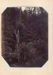 Australia – (Victoria ja Etelä-Australia) tekijältä Unknown