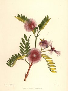Pulloharja, Callistemon linearis (Calistemon linearis) tekijältä Unknown