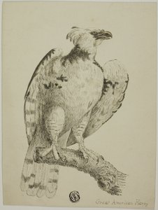 Suuri amerikkalainen harpy tekijältä Unknown