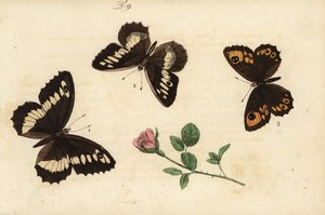 Isoharjus, Brintesia circe 1, erakko, Chazara briseis 2 ja iso seinäruskea, Lasiommata maera 3 tekijältä Unknown