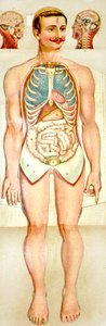 Ihmisen anatomian taitettava koulutusmalli, c. 1895 tekijältä Unknown