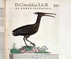 Villi korppi Conrad Gesnerin Historia Animaliumista, Tiguri 1560. Biblioteca Nazionale Braidense. Milano tekijältä Unknown artist